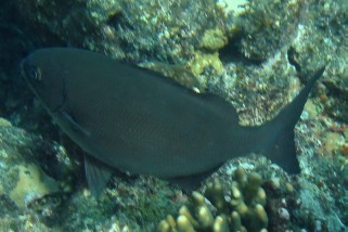 Kyphosus vaigiensis - Messing Ruderfisch